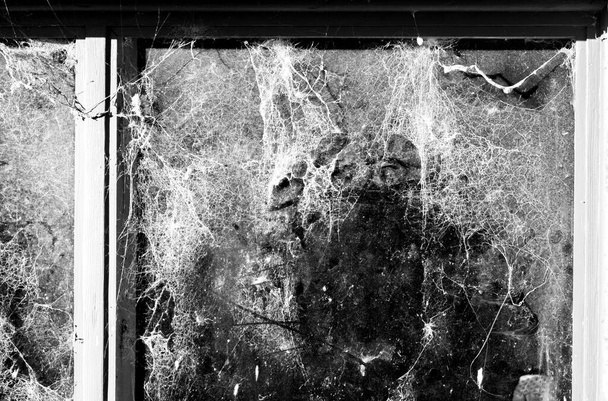 hämähäkinverkkojen massat ikkunassa - Valokuva, kuva