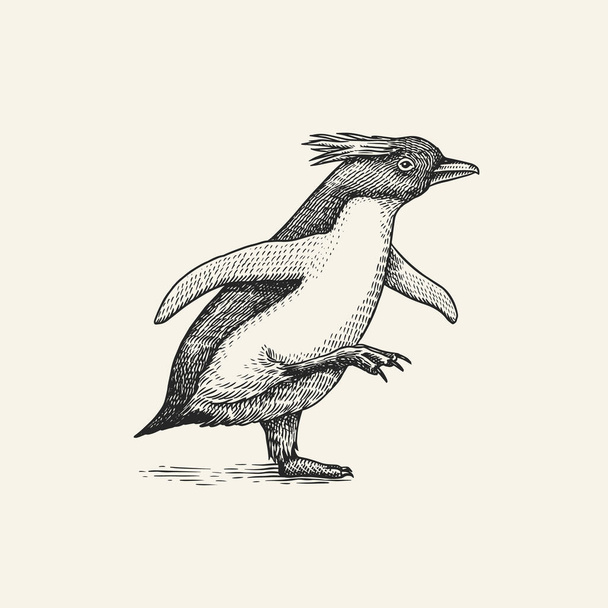 Pinguino con cresta eretta o maccheroni. Piccolo animaletto carino. Grafica vettoriale disegno in bianco e nero. Schizzo disegnato a mano. Uccello senza volo acquatico.  - Vettoriali, immagini