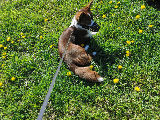 Brązowo-biały walijski kardigan corgi leży na trawie, wśród dmuchawców, na smyczy i w kagańcu w ciepły letni dzień. - Zdjęcie, obraz