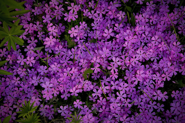 Le fabuleux violet bleu (Pholox subulata) brille dans le jardin. - Photo, image