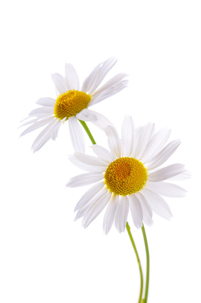 The beautiful daisy isolated on white - Φωτογραφία, εικόνα
