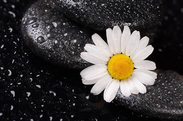 Stones for spa with water drops and chamomile - Foto, Imagen