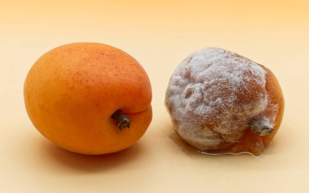 Сравнение между здоровым абрикосом и гнилым абрикосом - Фото, изображение