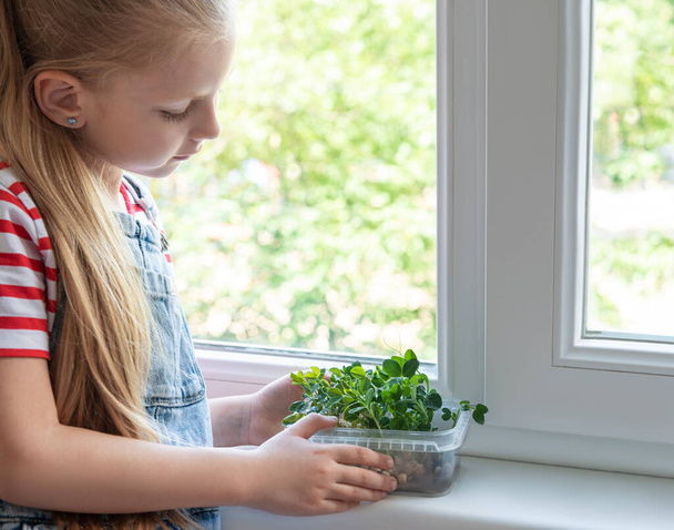 A little girl at the window watches how microgreen peas grow - Foto, Bild