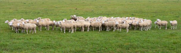 stado owiec kij blisko siebie w zielonej trawiastej łące na francuskiej wsi - Zdjęcie, obraz