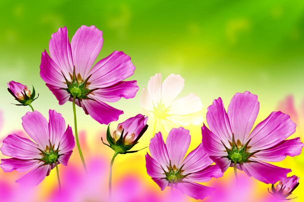 Kozmos çiçekleri - Fotoğraf, Görsel