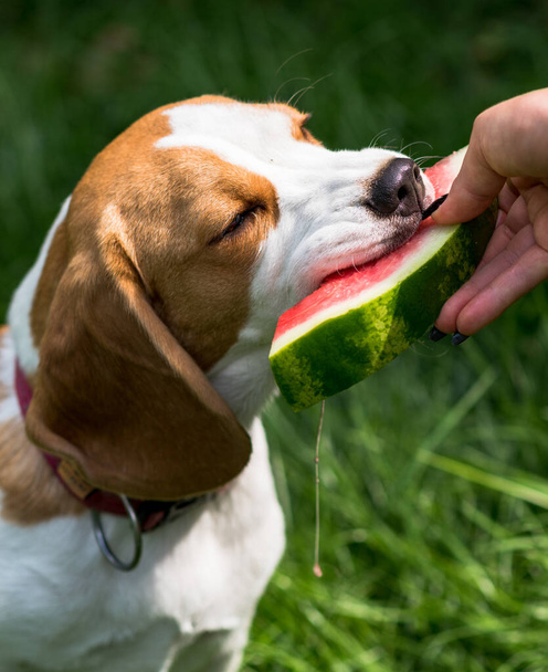Portrait of cute beagle dog eating watermelon on a green meadow - Photo, Image