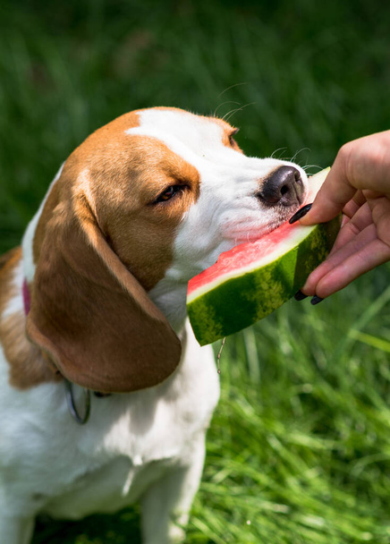 Портрет милий бігль собаки, що їсть кавун на зеленому лузі
 - Фото, зображення