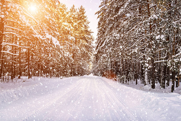 Route automobile à travers une forêt de pins d'hiver couverte de neige par une journée ensoleillée et dégagée. Pins le long des bords de la route. Chute de neige. - Photo, image
