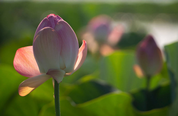 Růžový lotosový pupen na zeleném pozadí. Vnější okvětní lístky jsou ozářeny sluncem. Přírodní pozadí s lotosovým pupenem. - Fotografie, Obrázek