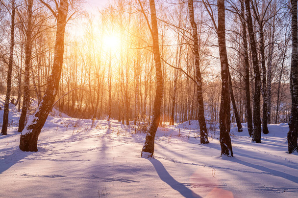 Sunset or sunrise in a birch grove with a winter snow on earth. Rows of birch trunks with the sun's rays passing through them. - Φωτογραφία, εικόνα