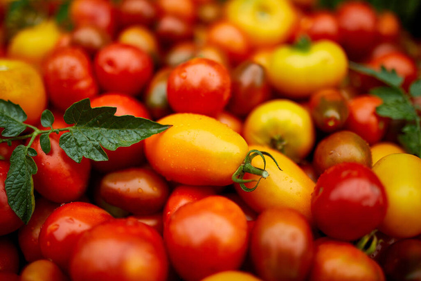 Diferentes tipos de tomates caseros, surtido de tomates, mercado de agricultores locales, verduras frescas, cosecha fresca de tomate rojo, amarillo y naranja. Vista superior. - Foto, imagen