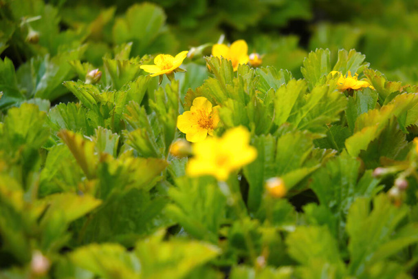 公園内の春には黄色の開花が始まりました - 写真・画像