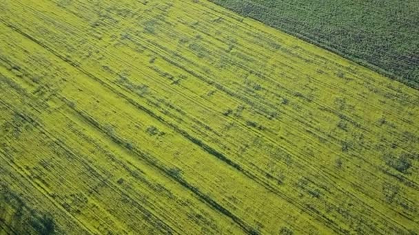 Campo de colza amarelo, voo sobre colza no campo ciuntryside da Moldávia - Filmagem, Vídeo