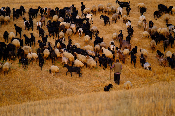 A shepherd walking his flock in the fields - Photo, Image