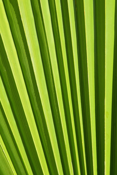 Extreme Nahaufnahme Hintergrundtextur der hinterleuchteten grünen Palmblättervenen und Rippen - Foto, Bild