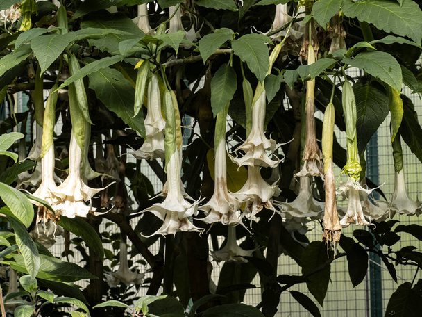 As flores de Durman penduradas como um tummet - Foto, Imagem