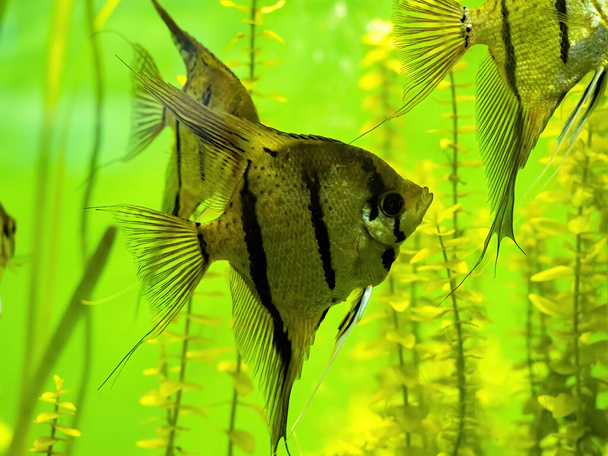 The Pterophyllum Emekeia's scalar is a decoration of all the aquariums - Photo, Image
