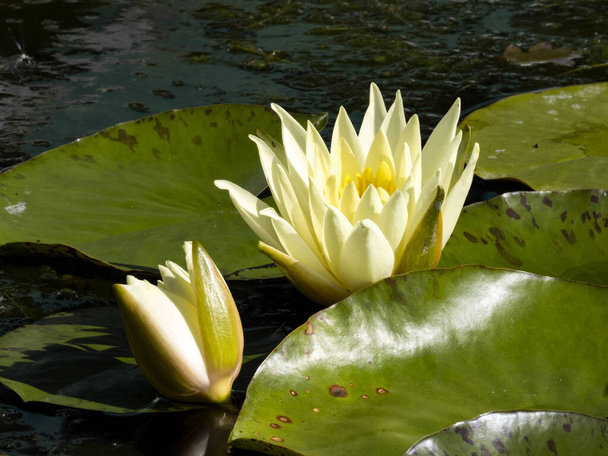 Maravillosa flor de línea de flotación blanca se retira en el agua - Foto, imagen