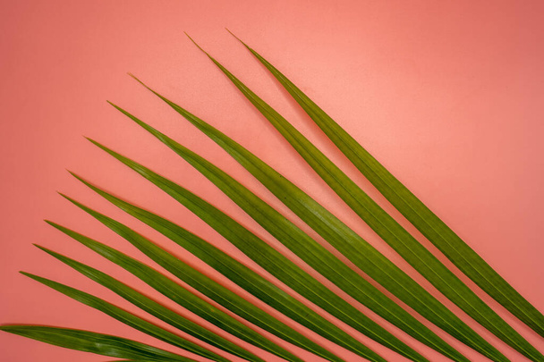 A top view of a green leaf of the palm tree on a pink background - Photo, image