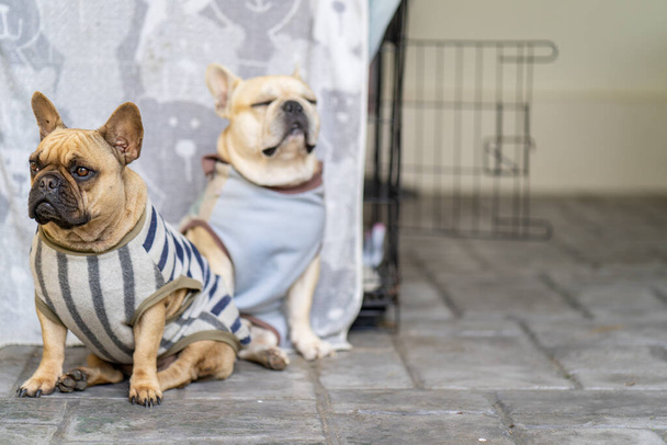 Two cute French bulldogs in funny costumes sitting on the ground - Foto, Imagen