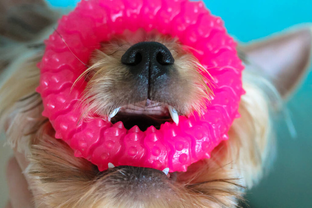 Grappige kleine Yorkshire Terrier hond kauwt op een ronde roze rubberen huisdier speelgoed liggend op een vloer in een huis interieur. Leuke goudbruine puppy, hondje heeft plezier, spelen, kauwen speeltje binnen. Heerlijk dier..  - Foto, afbeelding