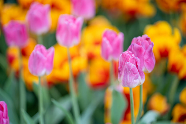 A selective focus shot of pink tulip in the field - Fotoğraf, Görsel
