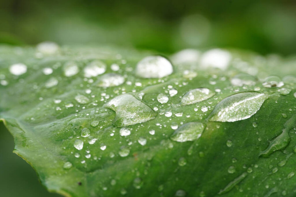 A macro shot of a vibrant green leaf covered in dewdrops on a blurred background in the woods - Fotó, kép