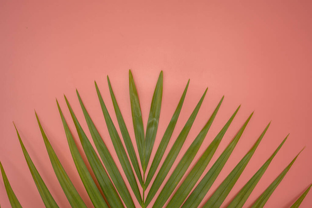 A closeup shot of green palm tree leaves fragment on an isolated pink background - Φωτογραφία, εικόνα
