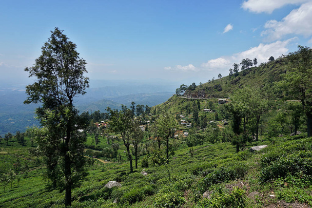 A natural view of the Nuwara Elia tea fields in Sri Lanka on a cloudy sky - Photo, image
