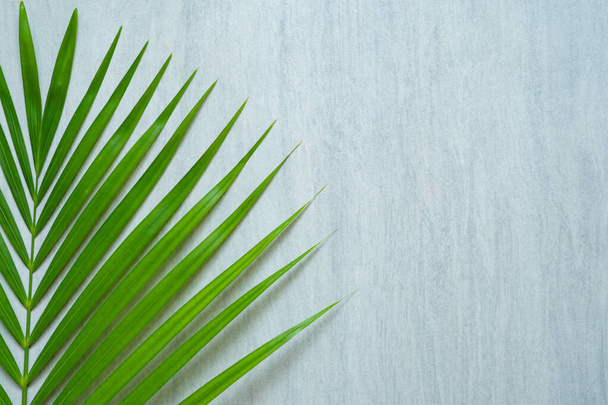 A top view of a green leaf of the palm tree on a wooden surface - Foto, afbeelding