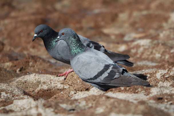 A flock of pigeons eating seeds outdoors - Photo, Image