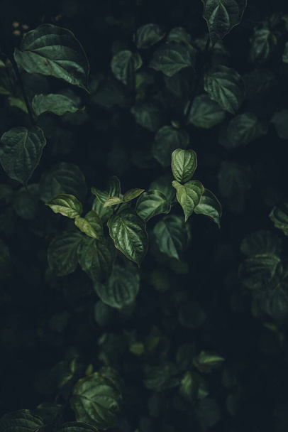 A closeup shot of green leaves - Foto, Imagem