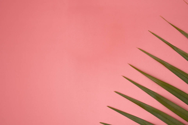 A top view of a green leaf of the palm tree on a pink background - Fotoğraf, Görsel