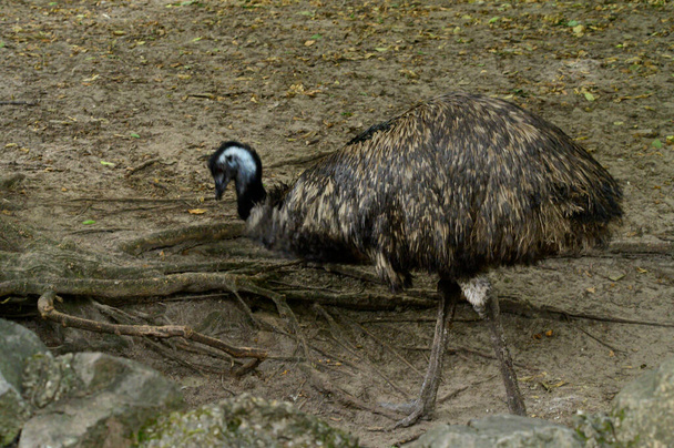 χαριτωμένο στρουθοκάμηλος στηρίζεται στο έδαφος σε ζωολογικό κήπο την ηλιόλουστη μέρα - Φωτογραφία, εικόνα