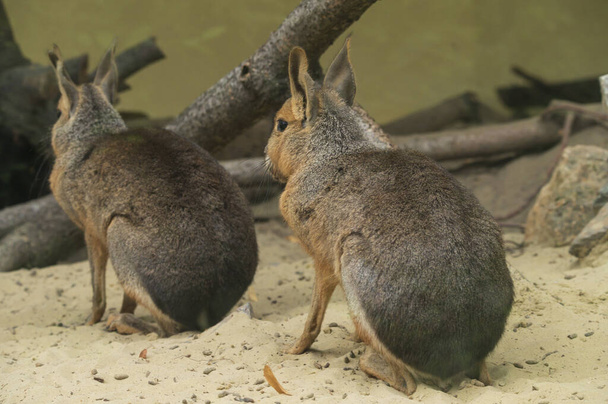 patagonian maras in zoo at sunny day, close view  - Photo, Image