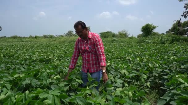Ινδός αγρότης γεωπόνος σε ένα αναπτυσσόμενο χωράφι πράσινης σόγιας. Γεωργικός κλάδος. - Πλάνα, βίντεο