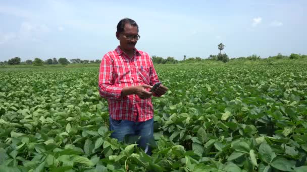 Agrónomo agricultor indio en un campo de soja verde en crecimiento. Industria agrícola. - Metraje, vídeo