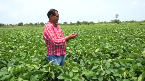 Indiase boer agronomist op een groeiende groene soja veld. Landbouwsector. - Video