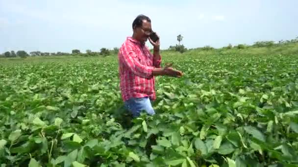 Indiai farmer agronómus egy növekvő zöld szójabab területen. Mezőgazdasági ipar. - Felvétel, videó