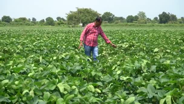 Indiai farmer agronómus egy növekvő zöld szójabab területen. Mezőgazdasági ipar. - Felvétel, videó