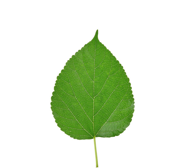 Green leaf on white background - 写真・画像
