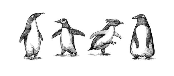 Императорский пингвин и милый малыш. Взрослый с несовершеннолетними. Небольшой семейный набор. Векторная графика черно-белый рисунок. Ручной рисунок. Группа беспилотных водных птиц. Африканский и королевский цыпленок - Вектор,изображение
