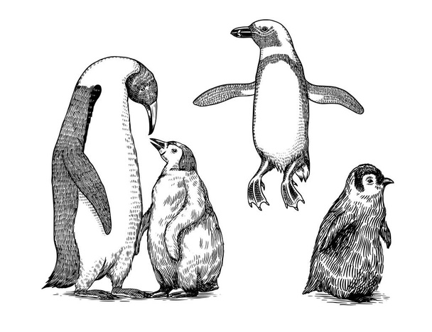 İmparator penguen ve şirin bebek. Küçük şirin bir aile. Siyah beyaz vektör grafikleri. El çizimi eskiz. Uçamayan su kuşlarından oluşan bir grup. Afrikalı ve Gentoo ve Kral piliç - Vektör, Görsel