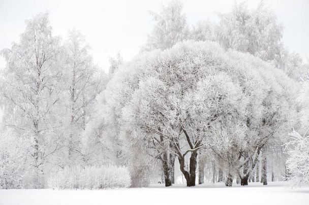Winter scenery. Snow and frost covered trees at park. - Foto, Imagen