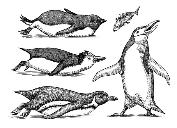 İmparator penguen ve şirin bebek. Küçük şirin bir aile. Siyah beyaz vektör grafikleri. El çizimi eskiz. Uçamayan su kuşlarından oluşan bir grup. Afrikalı ve Gentoo ve Kral piliç - Vektör, Görsel