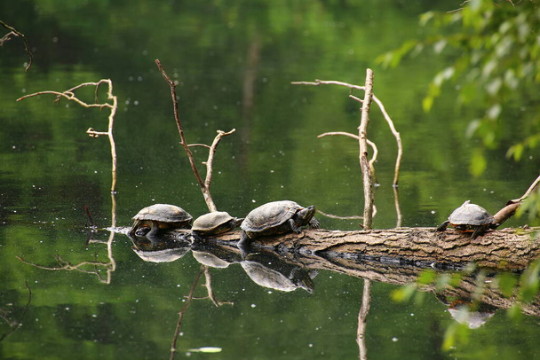 Sliders de lagoa (Trachemys scripta) sentado em um ramo. - Foto, Imagem