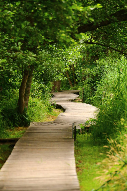 Drewniany szlak prowadzący przez gęsty las. - Zdjęcie, obraz