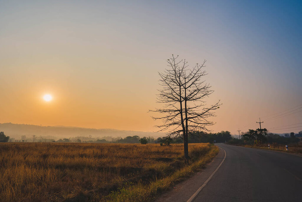 Сухе дерево з лише гілками на стороні дороги
 - Фото, зображення