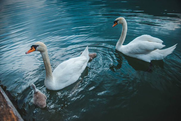 familia de cisnes en el agua del lago de cerca cuidado del amor - Foto, Imagen
